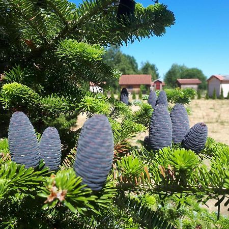 Paeevatalu Camping Hotel Vilusi Buitenkant foto
